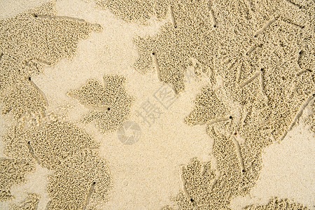 沙滩上的螃蟹洞和沙球给外星人图片