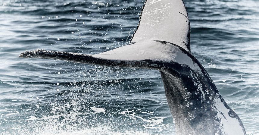 在澳洲海洋中自由的鲸鱼就图片