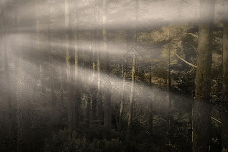 带太阳光束的福吉森林用的图片