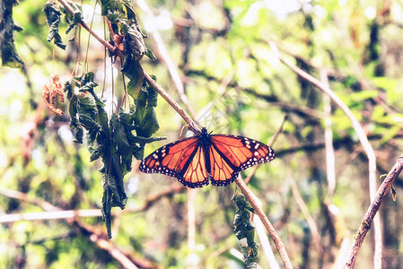 Monarch蝴蝶关闭图片