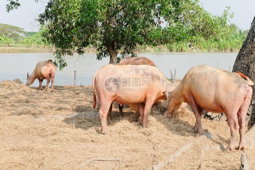 水牛嚼干草泰国牲畜图片