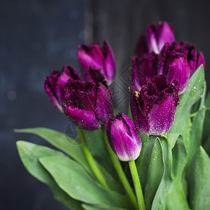 紫色Terry郁金香图片