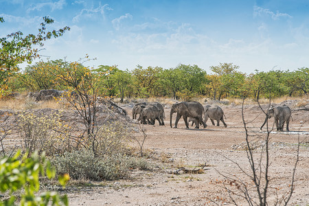 移动中的大象家族图片