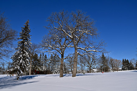 冬春交替大湿雪后的冬春场景背景