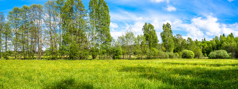 草地鲜花草地的绿色春天景观图片