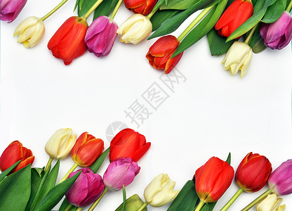 白色背景上五颜六色的郁金香的美丽春天框架图片