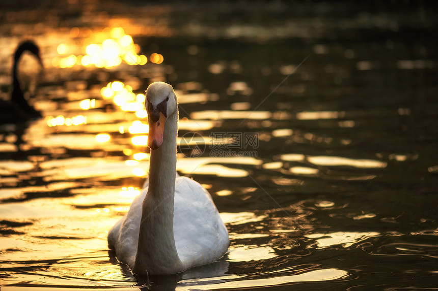 白天鹅在日落时在湖上游泳的肖像图片