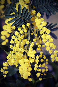 三月植物上的黄色含羞草花图片