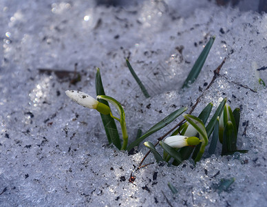 雪花从融雪中破碎图片