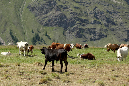牧牛在Iitalianalps上图片