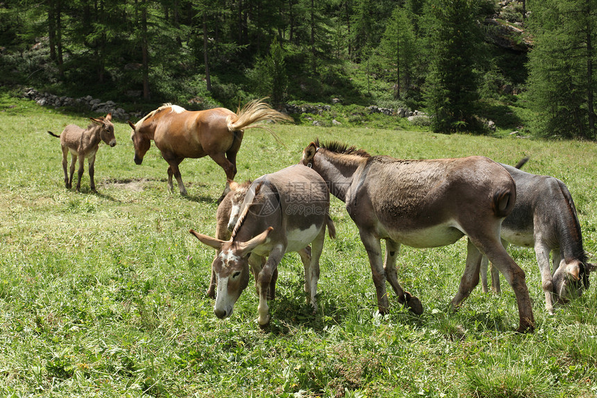 一群驴子在意大利阿尔卑斯山图片