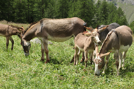 一群驴子在意大利阿尔卑斯山背景图片