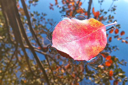 秋天的红叶在水面上倒影图片