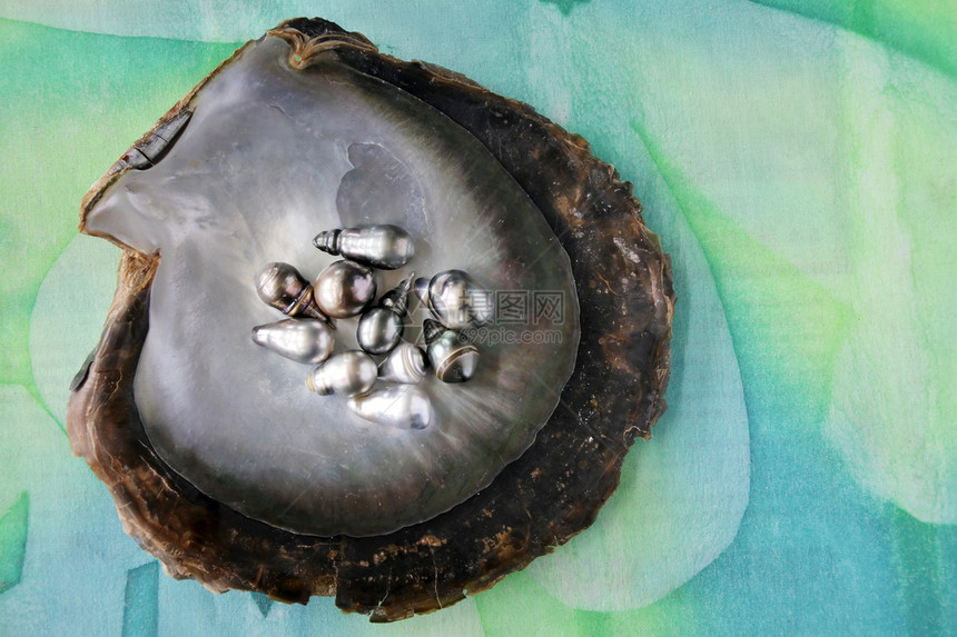 KeshiTahitianBlackPearls在黑唇牡蛎壳里图片