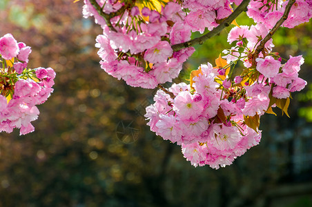 日本樱花枝上的粉红花朵春天图片