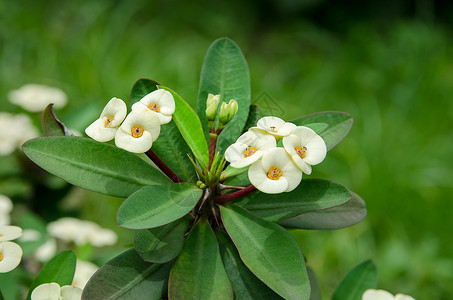 花朵在花园中涌现的白色EuphorbiaM图片
