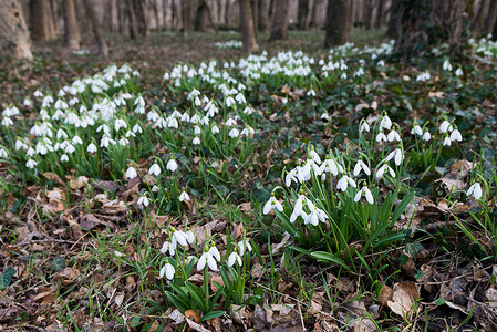 春天森林里的白色雪花莲背景图片