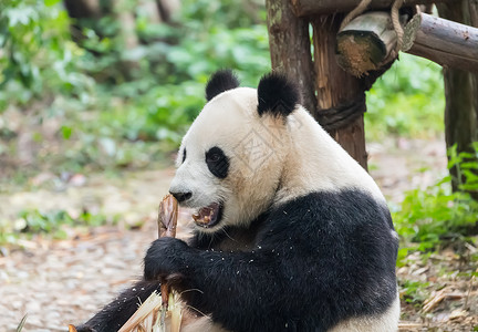 巨型熊猫在Chengdu野生高清图片