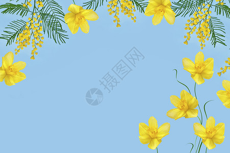 黄色春天的花丛含羞草花卉背景图片