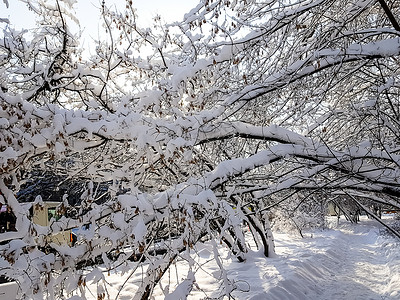 冬季公园白雪覆盖的树木图片