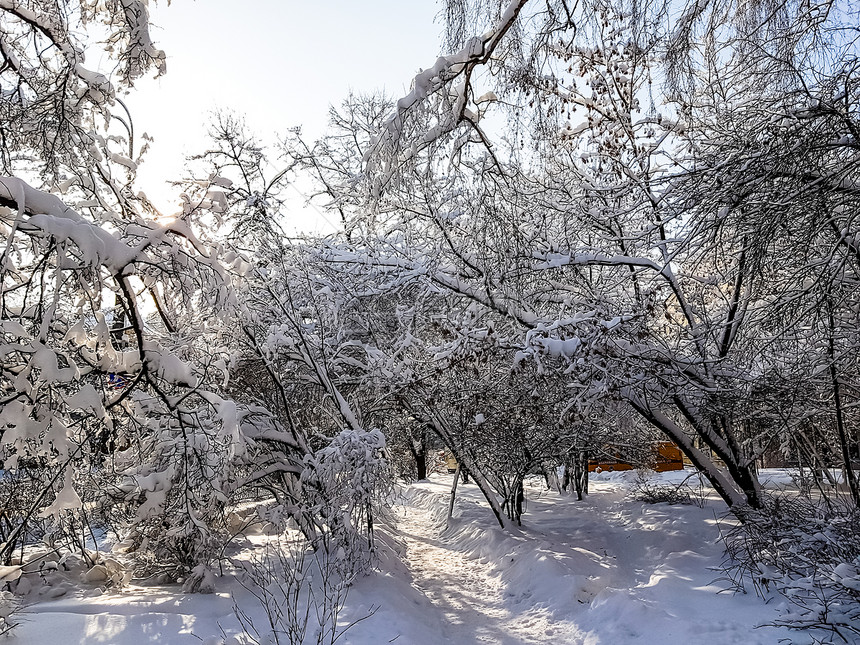 冬季公园白雪覆盖的树木图片