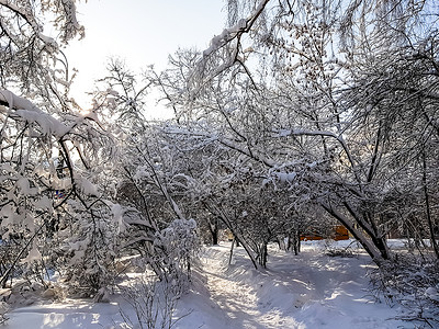 冬季公园白雪覆盖的树木图片