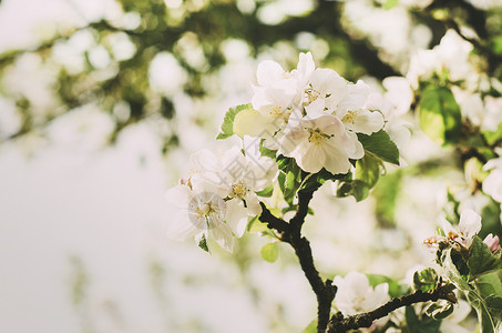 晴天微距中的苹果树白花图片