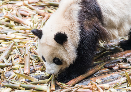 巨型熊猫在Chengdu野生高清图片