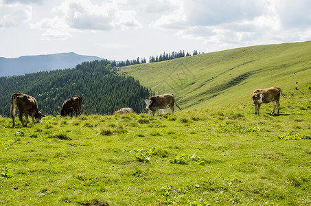 棕色的奶牛在阳光和雾气的山上吃草图片