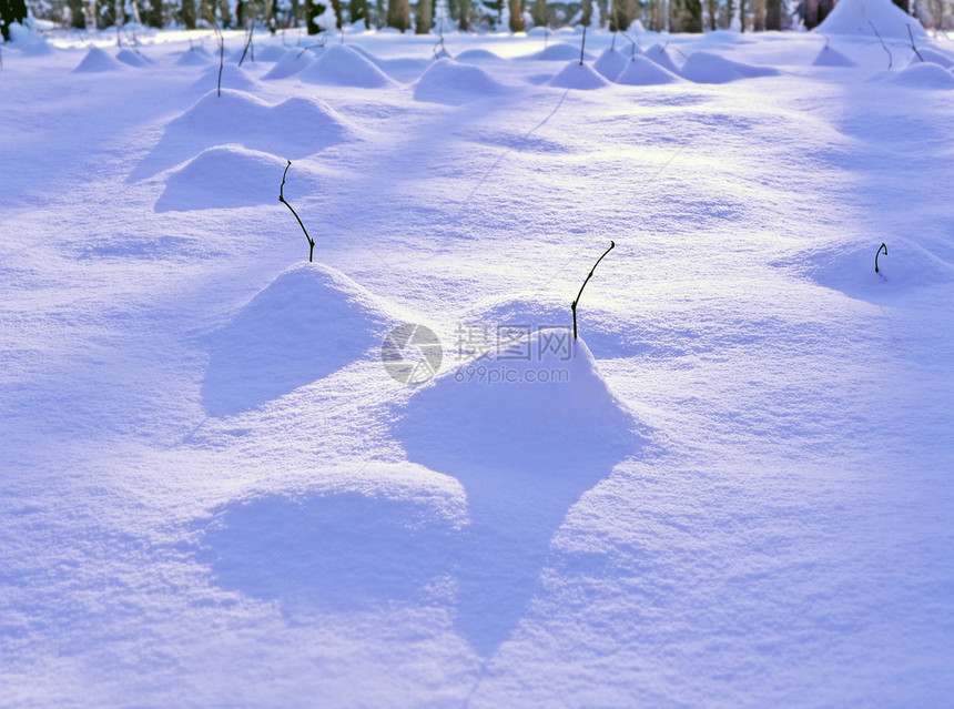 寒冬清晨的树下刷子雪和风形成美丽的山丘围绕薄线图片