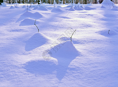 寒冬清晨的树下刷子雪和风形成美丽的山丘围绕薄线图片