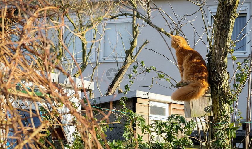 红色缅因浣熊小猫在树上户外玩耍图片