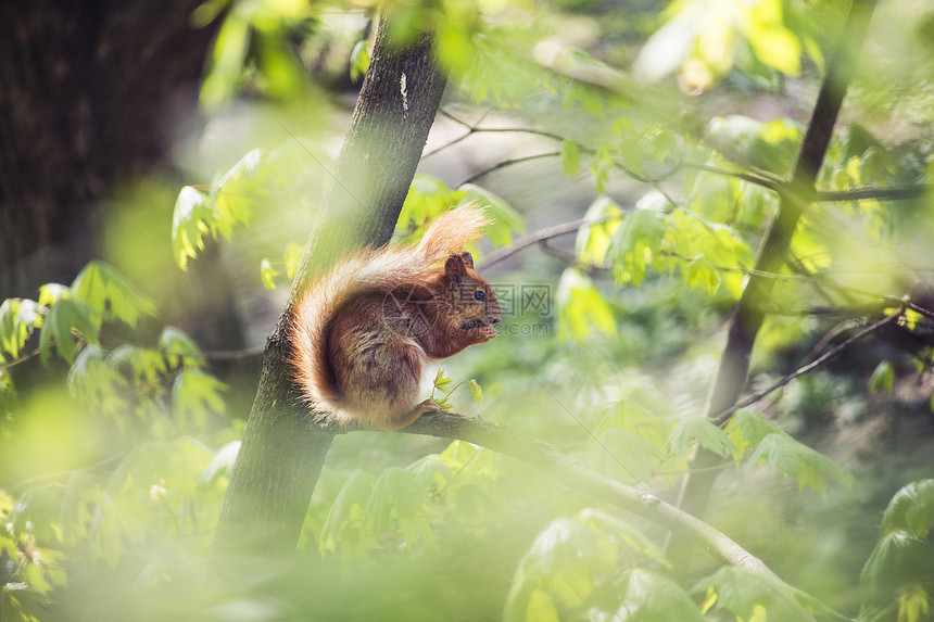 阳光温暖的一天公园里的松鼠在树图片