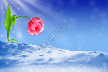 在雪背景的明亮的春天开花郁金香图片