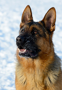 冬天在公园里养狗的德国牧羊人高清图片