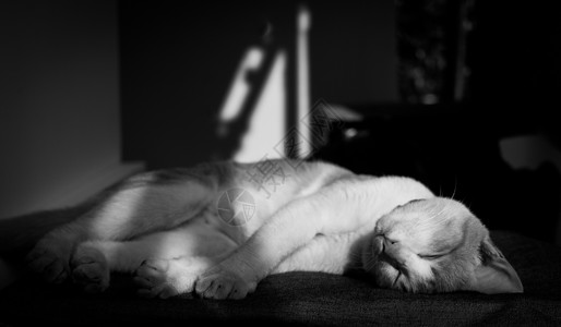 一只可爱的泰国流浪猫睡在一块可舒适的布上光反映在阴影中用黑白的语气图片
