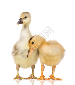 两只年轻的鹅和鸭子图片