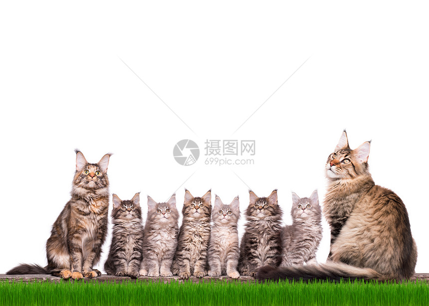 六只蓬松美丽的缅因浣熊小猫与父母在绿草丛中的家庭组孤立在白色背景上的猫美丽的家养小猫和成年图片