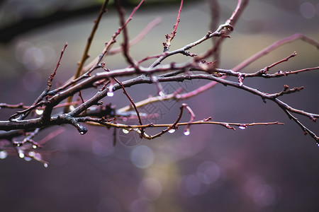 一根湿漉的树枝正在下雨早春图片