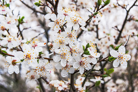 树枝上的白樱桃花美好的春日图片