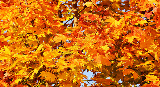 关闭在美丽的秋天颜色的叶子图片