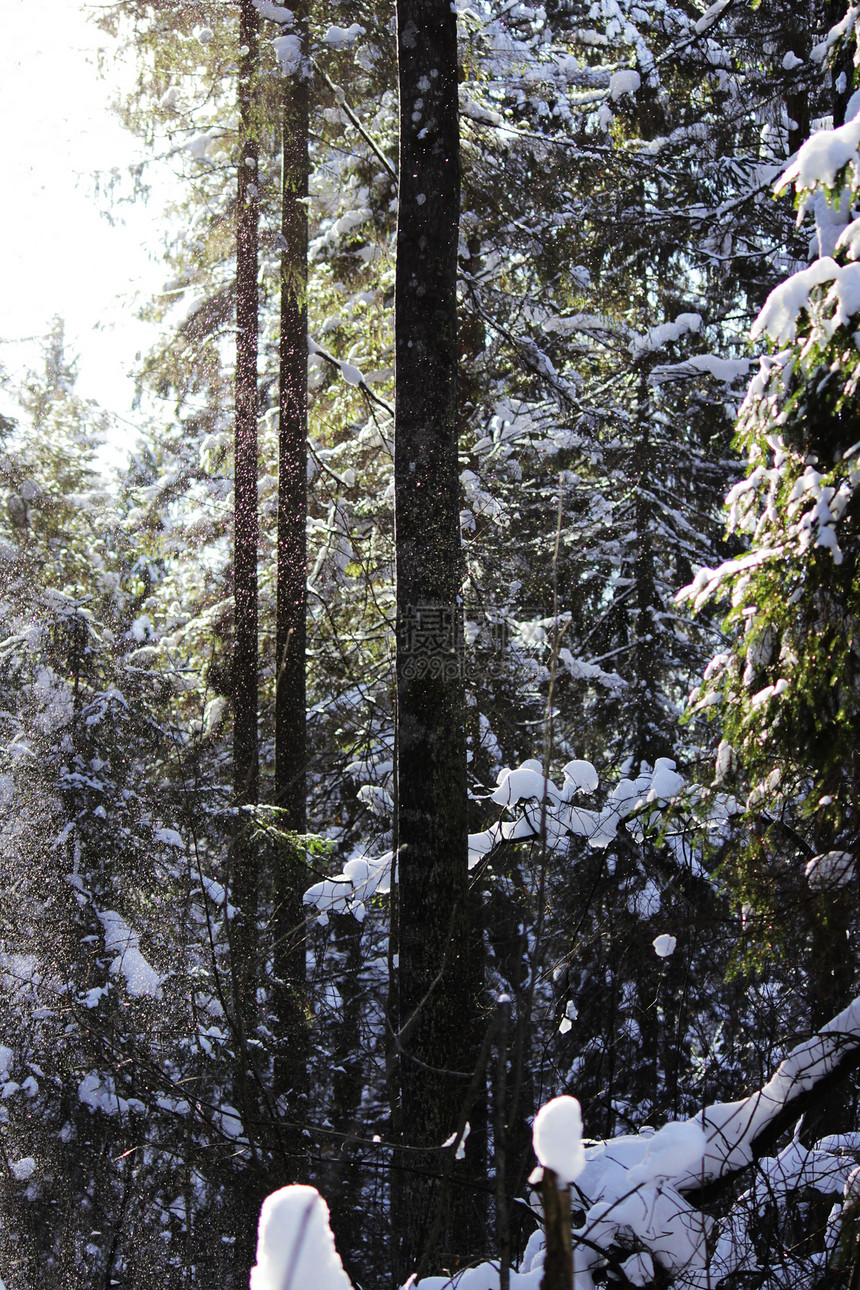 白雪从树上落下图片