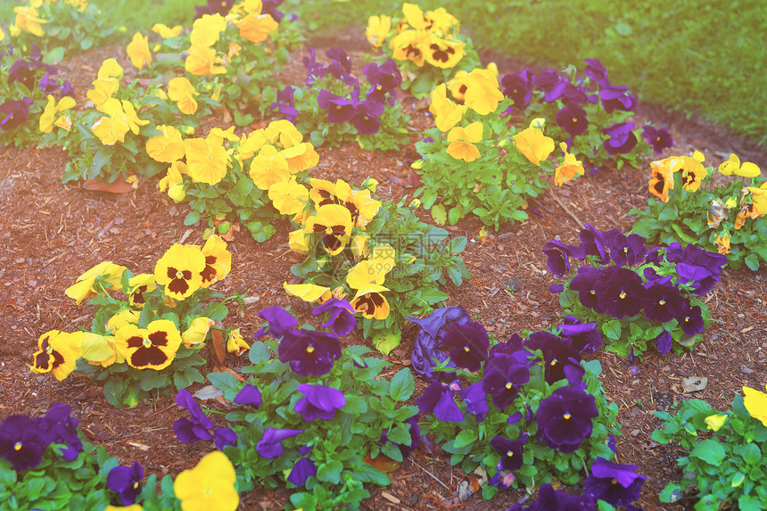 美国华盛顿大花棚泉的黄色和深蓝色小妞图片