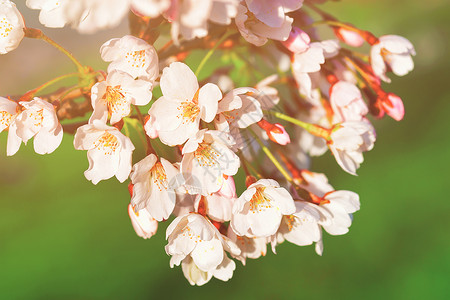 樱花或樱桃树春天在然绿色背景下开图片