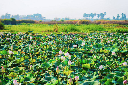 柬埔寨暹粒的莲花田和农场图片