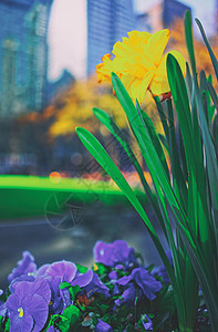 布莱恩特美国纽约中城曼哈顿布赖恩特公园的黄色自恋和心胸炎花朵背景