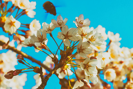 Bee和Sakuura或樱桃树春花在自然蓝色背景下开图片