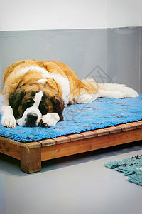 在瑞士马蒂尼的繁殖犬舍里睡觉的圣伯纳德犬图片