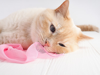 可爱的小红猫睡觉图片