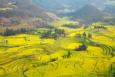 芥菜娄小平背景图片